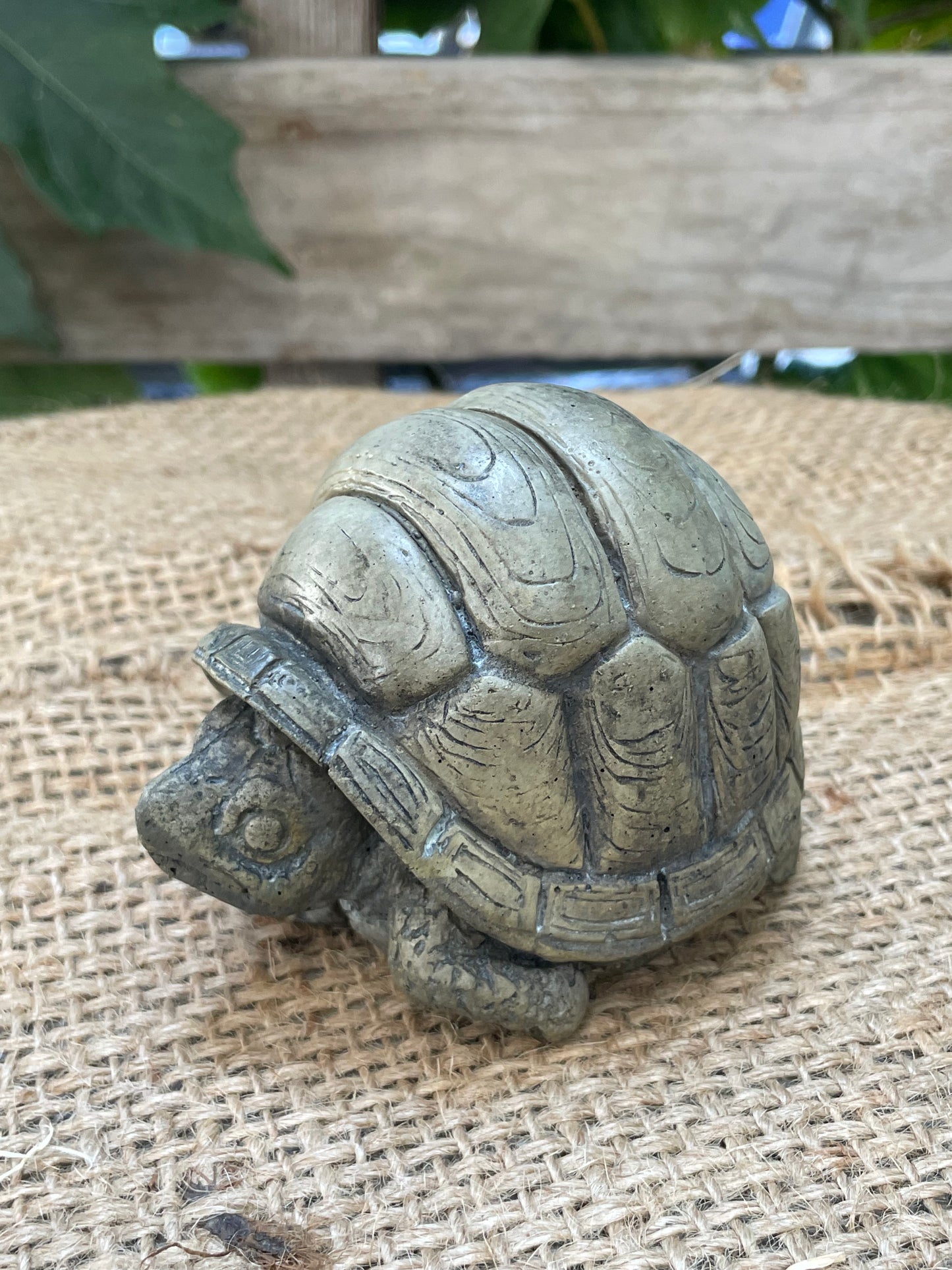Box Turtle