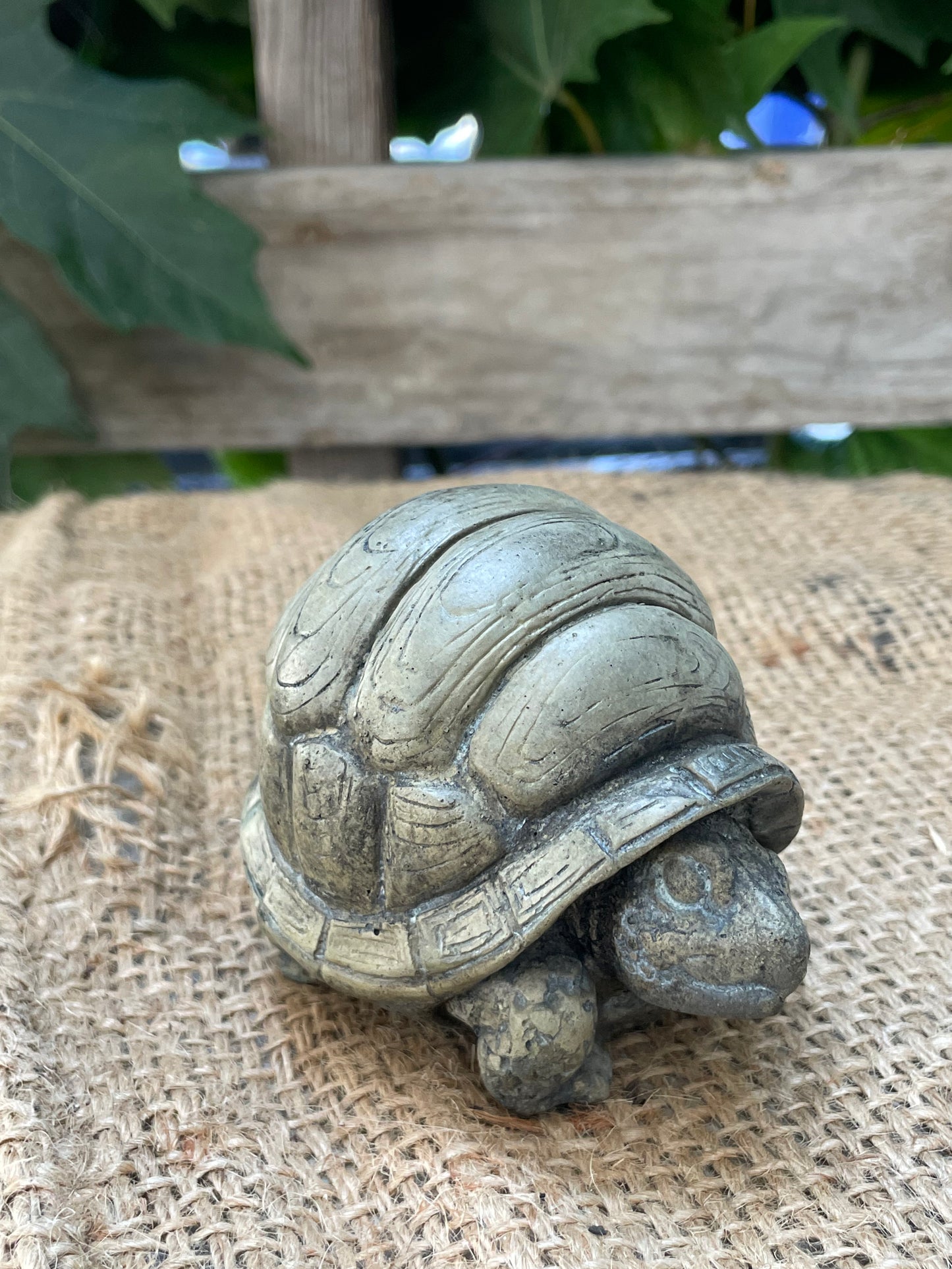 Box Turtle