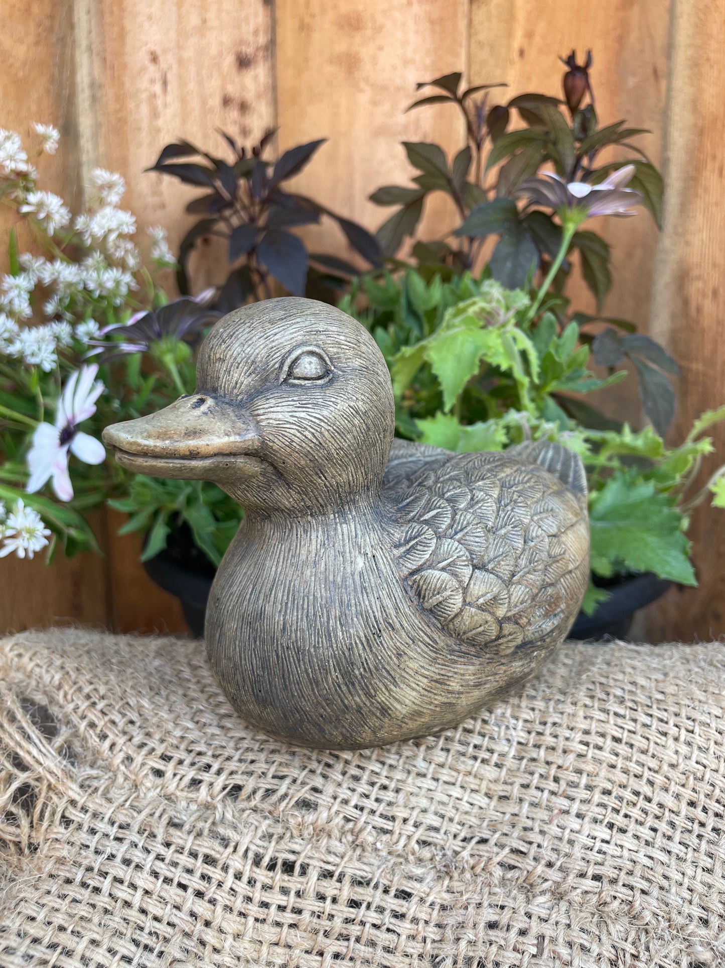 Duck