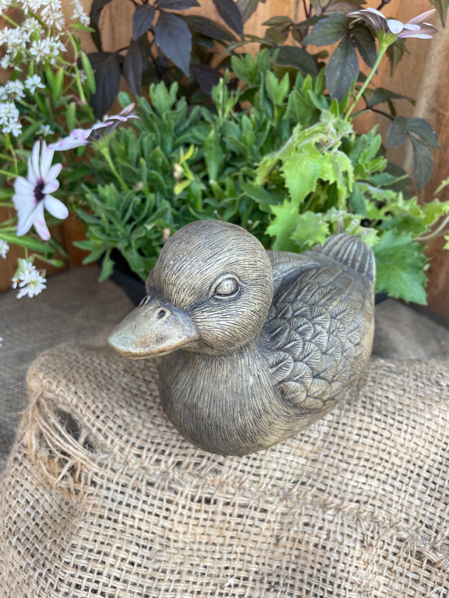 Duck