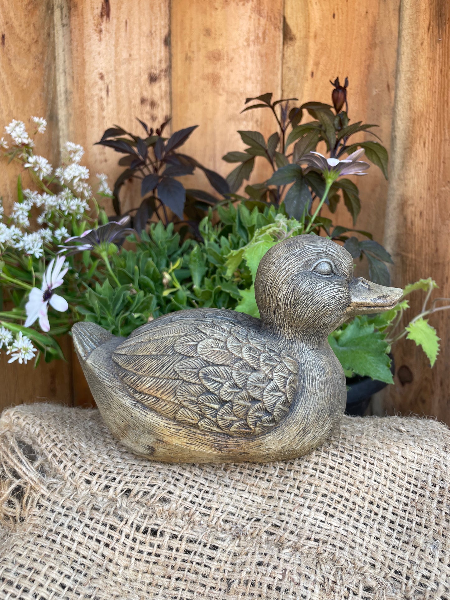 Duck