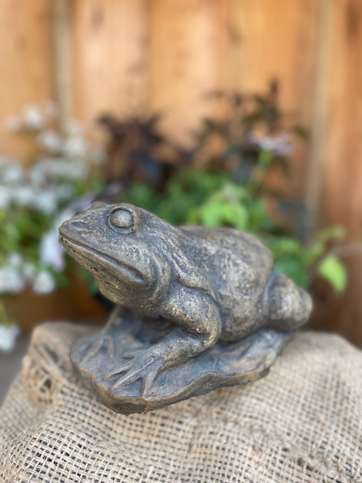 Frog on Lily