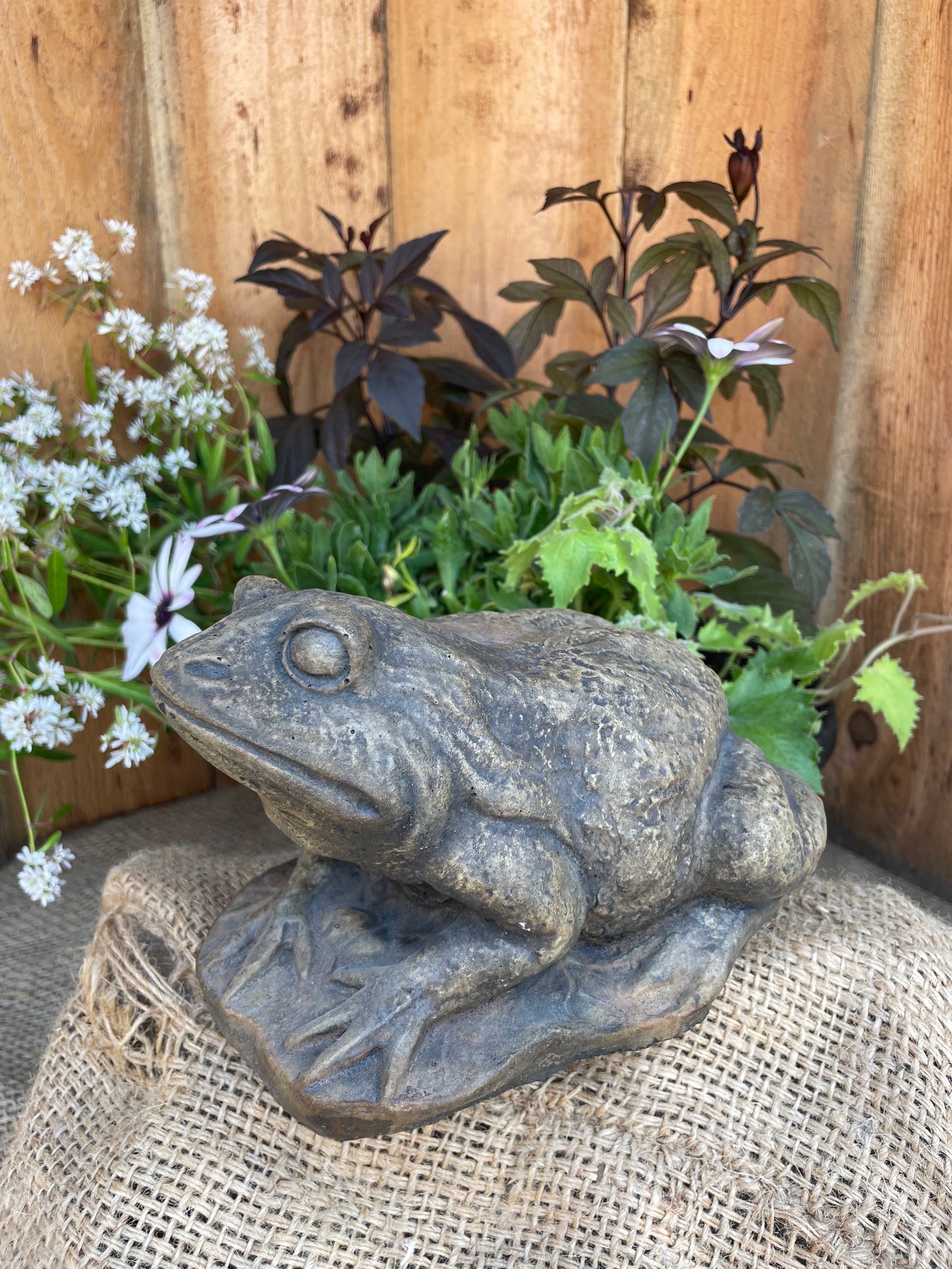 Frog on Lily