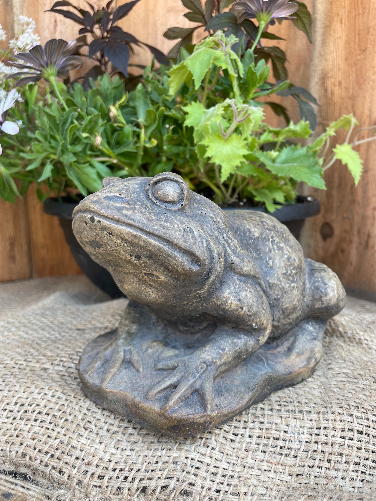 Frog on Lily