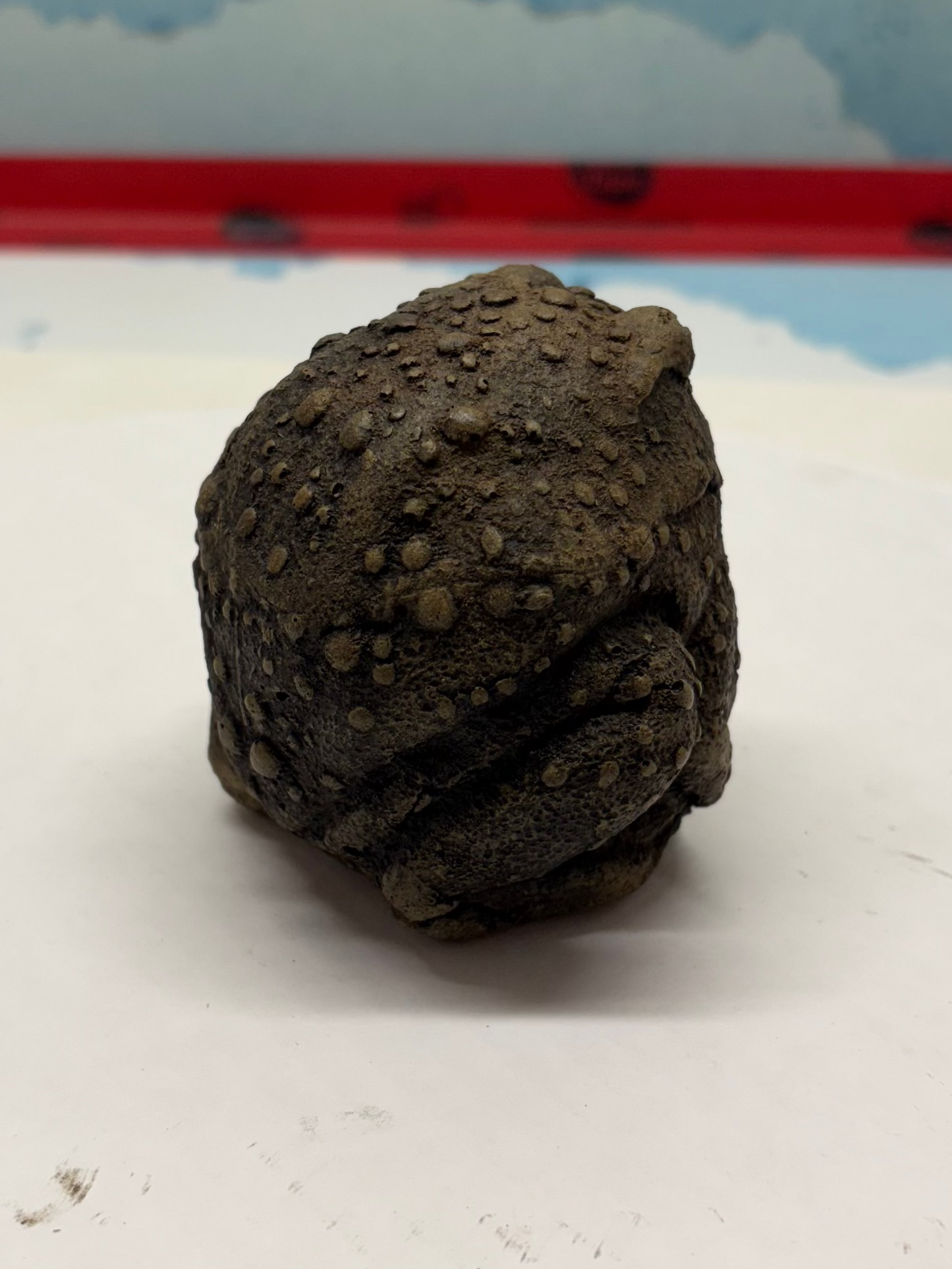 Warty Frog