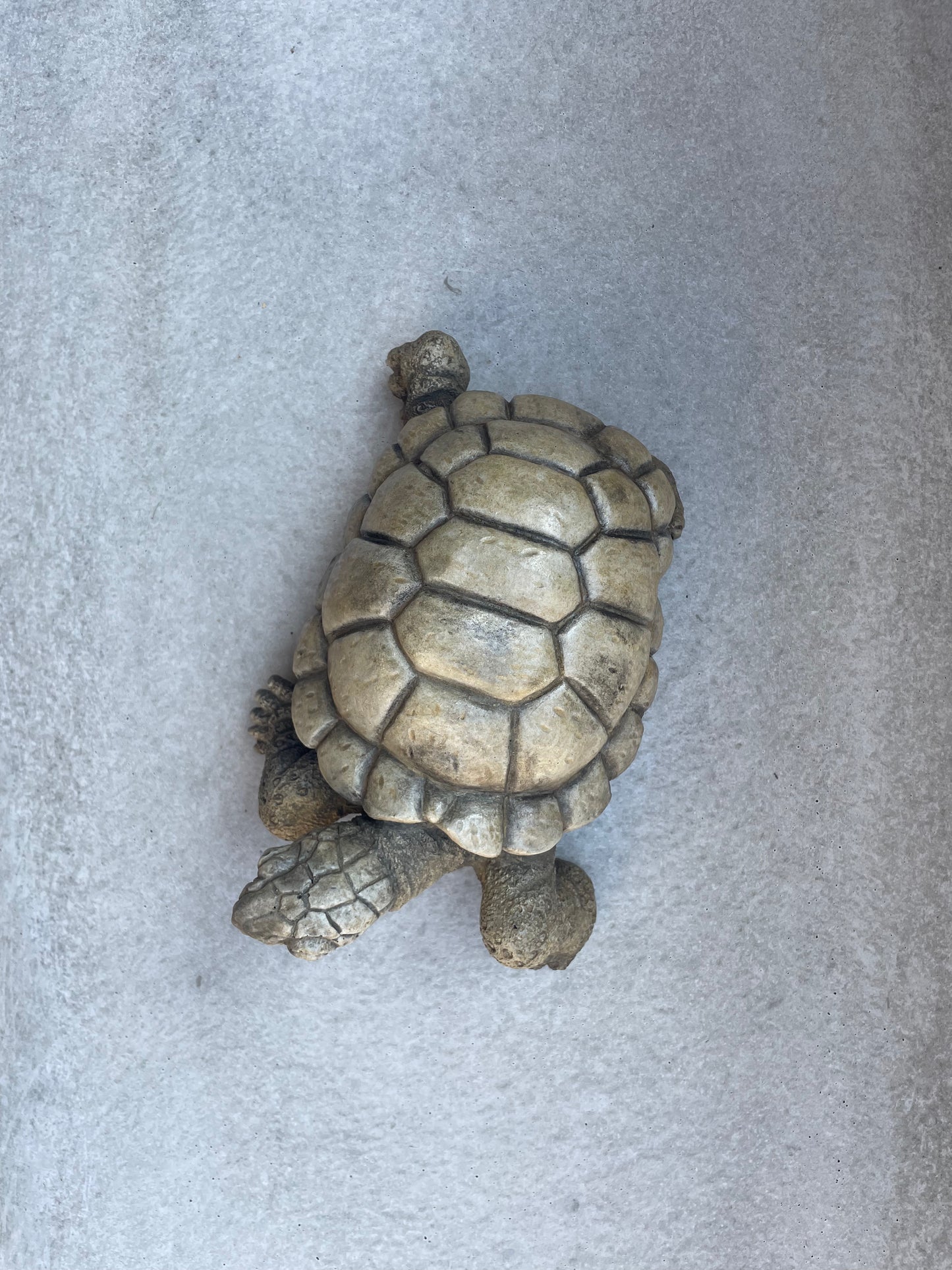 Turtle 10"