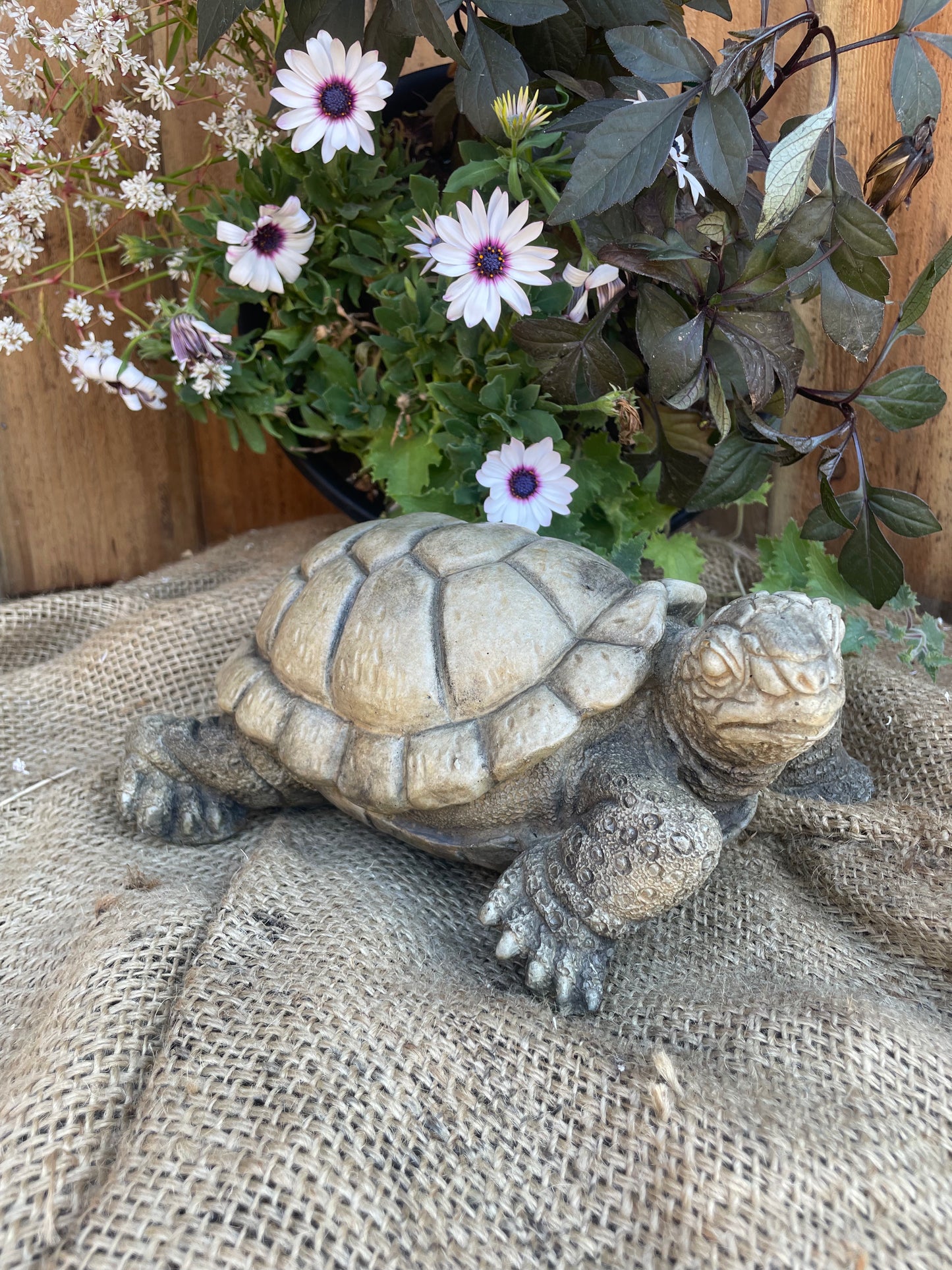 Turtle 10"