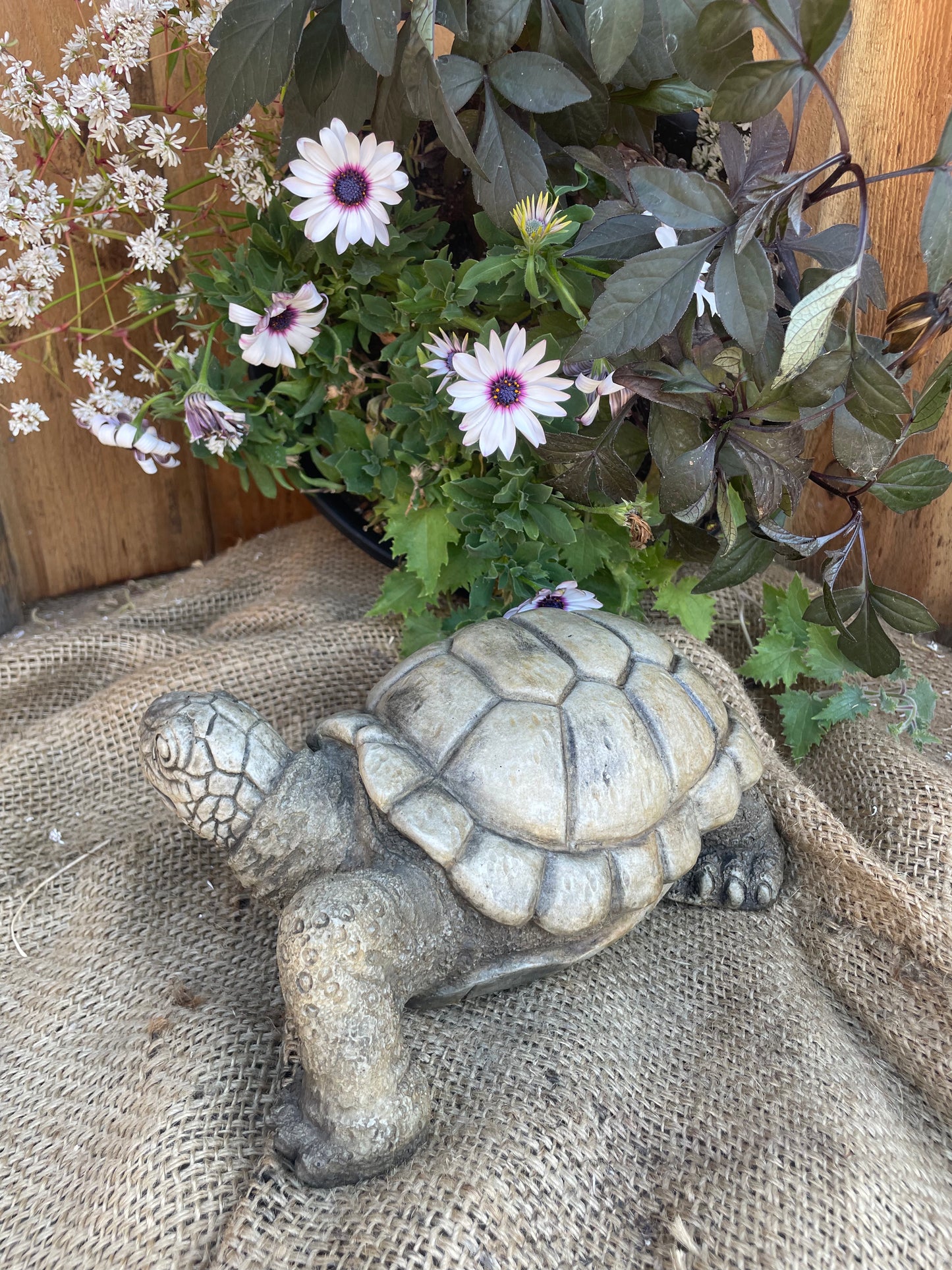 Turtle 10"