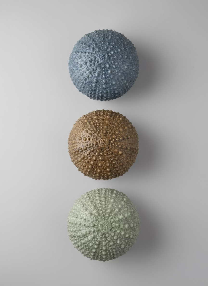 Sea Urchins