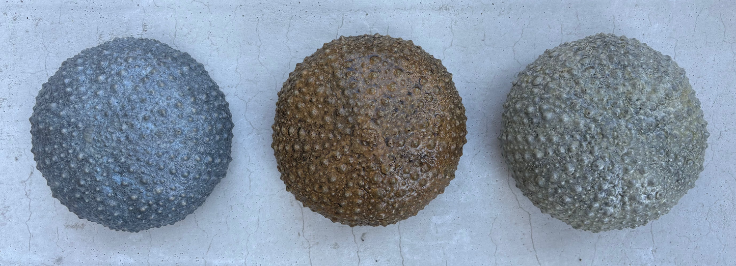 Sea Urchins