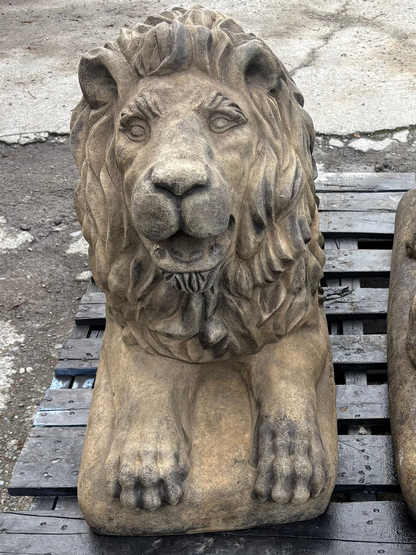 XL Lion