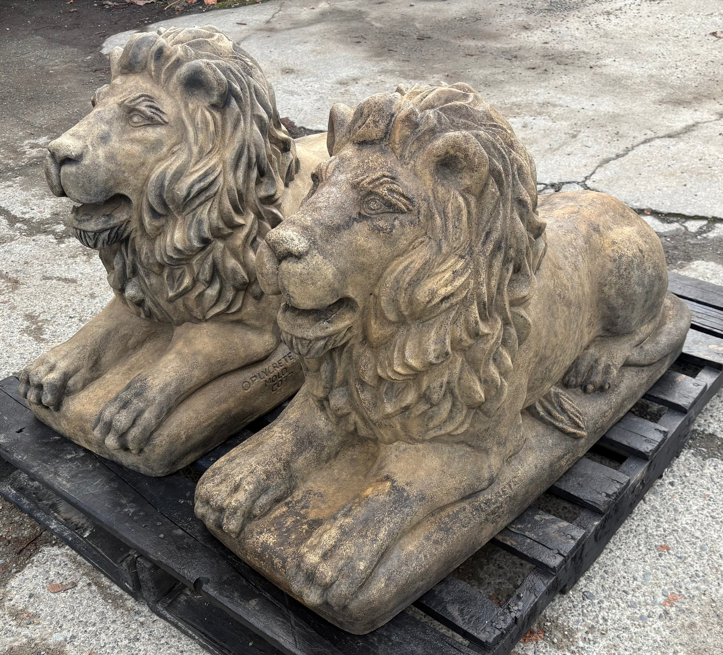 XL Lion