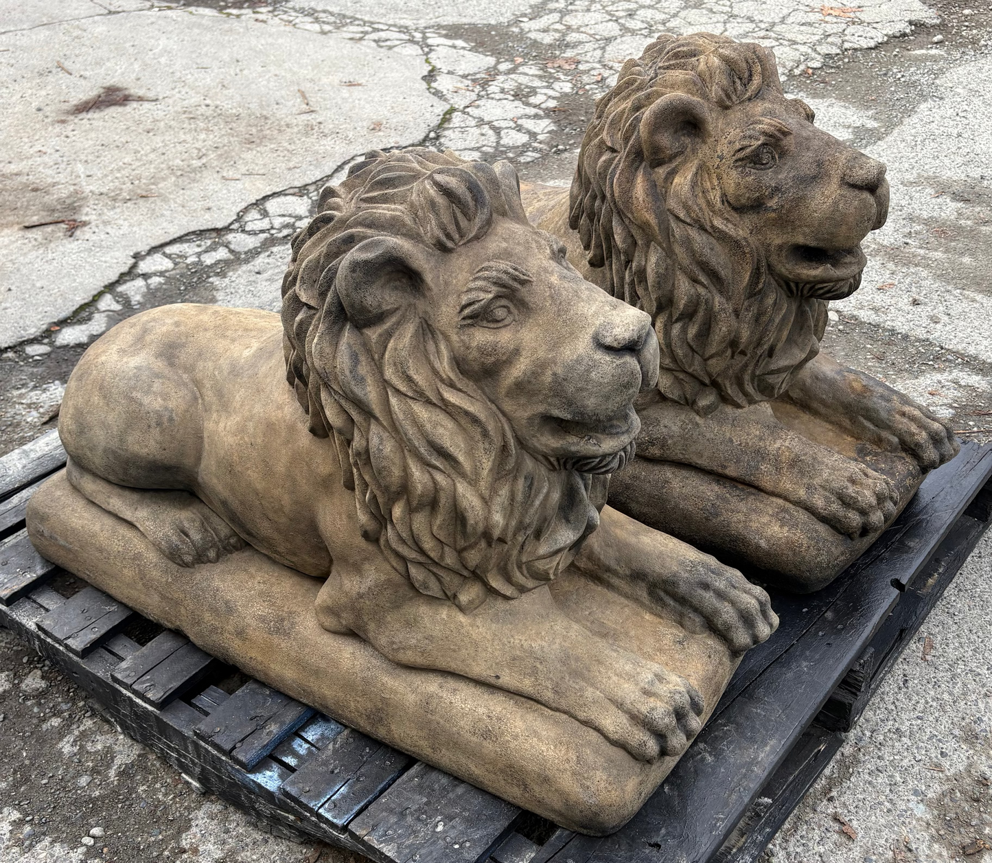 XL Lion