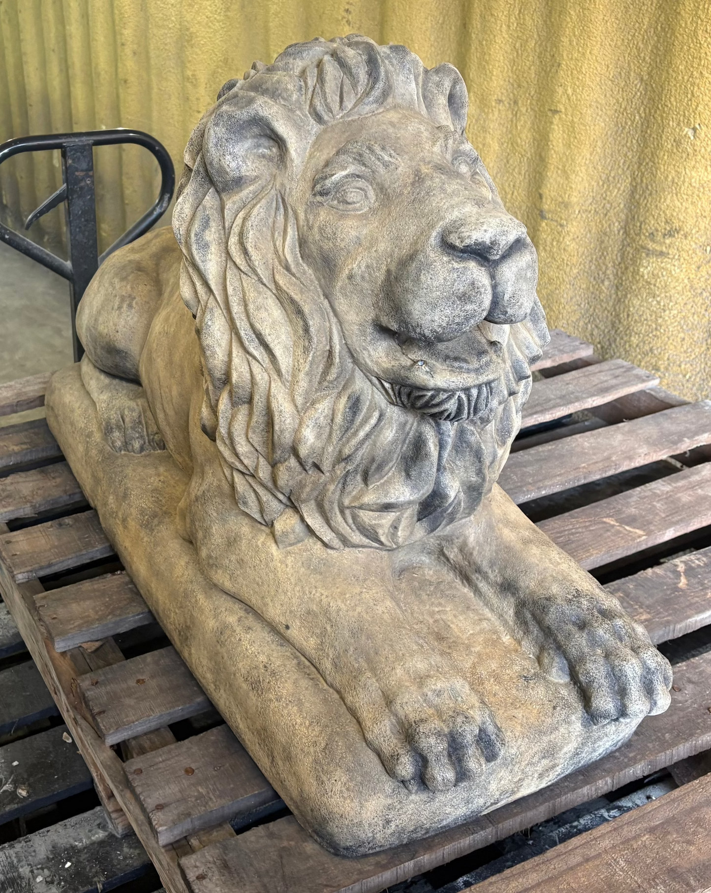 XL Lion