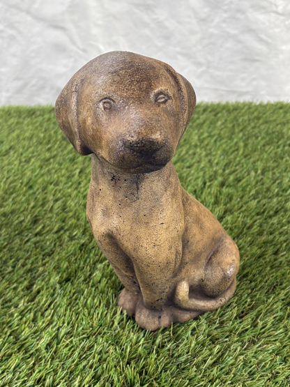 Lab Puppy