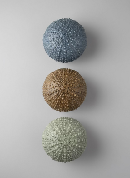 Sea Urchins