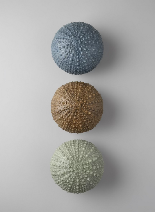 Sea Urchins